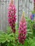 Lupins - Lupinus, Norfolk, England, UK