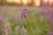 Lupins purple meadow background. Natural, wellness closeness to nature. Self-discovery concept. Macro photography flower