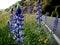 Lupins by the road