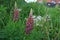 Lupins and wild flowers in the garden