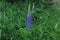 Lupins and wild flowers in the garden