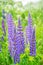 Lupinus