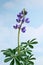 Lupinus against sky background