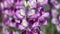 Lupinus Albifrons Austromontanus Bloom - San Bernardino Mtns - 061122