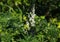 Lupinus albus - wild white lupine plant and flower