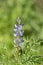 Lupinus angustifolius or blue lupine is an annual herbaceous plant, one of the few cultivated species