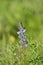 Lupinus angustifolius or blue lupine is an annual herbaceous plant, one of the few cultivated species