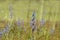 Lupinus angustifolius or narrow-leaved lupin wild blue flowers