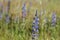 Lupinus angustifolius narrowleaf lupin blue flowers