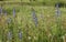 Lupinus angustifolius or narrowleaf lupin wild flowers