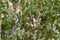 LUPINUS ARIZONICUS FRUIT - JOSHUA TREE NP - 052220 A