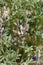 LUPINUS ARIZONICUS FRUIT - JOSHUA TREE NP - 052220 B