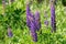 Lupinus closeup view. Commonly known as lupin, lupine,or regionally bluebonnet etc.