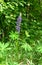 Lupinus, commonly known as lupin or lupine flower.