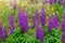 Lupinus, commonly known as lupin or lupine, is a genus of flowering plants in the legume family