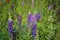 Lupinus field with pink purple and blue flowers. Flowering Lupinus perennis, closeup. Sundial lupine, beautiful in summer bloom