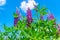 Lupinus field with pink purple and blue flowers in sunny day. A field of lupines. Violet and pink lupin in meadow. Spring