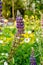 Lupinus field with pink, yellow, purple and blue flowers. Lupine field.