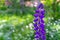 Lupinus field with purple flower. Solo lupine. Violet lupin in meadow. Lupinus or lupine flower close-up with blurred