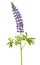 Lupinus flower isolated