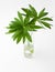 Lupinus leaves in vase on white background