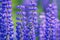 Lupinus, lupin, lupine field with pink purple and blue flowers