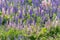 Lupinus, lupin, lupine field with pink purple and blue flowers. Bunch of lupines summer flower background