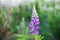 Lupinus, lupin, lupine field with pink purple and blue flowers. Bunch of lupines summer flower background. Blooming lupine flowers
