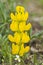 lupinus luteus yellow flower