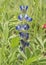 Lupinus micranthus lupine or lupine small legume with intense light blue and white flowers arranged in rods surrounded by hairy,