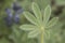 Lupinus micranthus lupine or lupine small legume with intense light blue and white flowers arranged in rods surrounded by hairy,