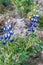 Lupinus mutabilis, species of lupin grown in the Andes, mainly for its edible bean. Near Quilotoa, Ecuado