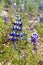 Lupinus mutabilis, species of lupin grown in the Andes, mainly for its edible bean. Near Quilotoa, Ecuado