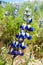 Lupinus mutabilis, species of lupin grown in the Andes, mainly for its edible bean. Near Quilotoa, Ecuado