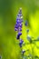 Lupinus Nanus or Sky Lupine plant growing in Utah