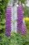 Lupinus polyphyllus large leaved lupine flowers in bloom, purple violet blue flowering tall ornamental wild plant