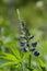 Lupinus polyphyllus large leaved lupine flowers in bloom, purple violet blue flowering tall ornamental wild plant