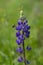 Lupinus polyphyllus large leaved lupine flowers in bloom  purple violet blue flowering tall ornamental wild plant