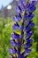 Lupinus polyphyllus large leaved lupine flowers in bloom, purple violet blue flowering tall ornamental wild plant