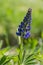 Lupinus polyphyllus large leaved lupine flowers in bloom, purple violet blue flowering tall ornamental wild plant