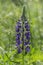 Lupinus polyphyllus large leaved lupine flowers in bloom, purple violet blue flowering tall ornamental wild plant