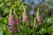 Lupinus polyphyllus large leaved lupine flowers in bloom, white pinke flowering tall ornamental wild plant in sunlight