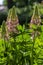 Lupinus polyphyllus large leaved lupine flowers in bloom, white pinke flowering tall ornamental wild plant in sunlight