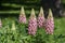 Lupinus polyphyllus large leaved lupine flowers in bloom, white pinke flowering tall ornamental wild plant in sunlight