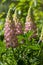 Lupinus polyphyllus large leaved lupine flowers in bloom, white pinke flowering tall ornamental wild plant in sunlight