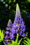 Lupinus polyphyllus, lupine