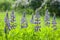 Lupinus polyphyllus. Lupine flowers.