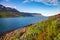 Lupinus at Seydisfjordur fjord in Eastern Iceland Scandinavia