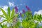 Lupinus in sunny day against a blue sky. Summer meadow in bloom