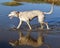 Lurcher dog in water